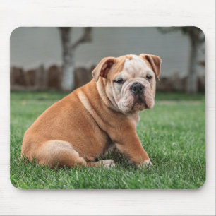 Engelsk bullhund, hund, söt musmatta