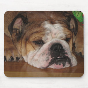 engelsk bullie musmatta