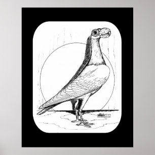 Engelsk Carrier Pigeon1978 Poster