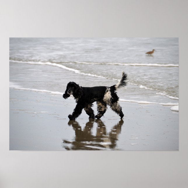 Engelsk Cocker Spaniel på stranden Poster (Framsidan)