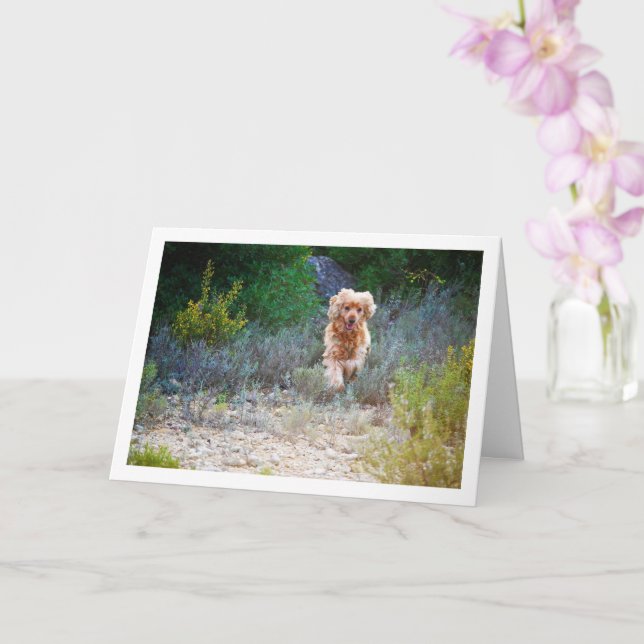 Engelsk Cocker Spaniel springer i landsbygd Kort (Orkide)