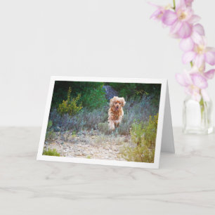 Engelsk Cocker Spaniel springer i landsbygd Kort