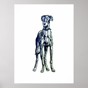 Engelsk Greyhound Breed Poster