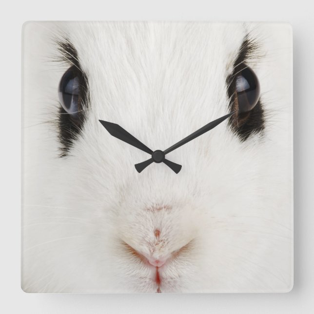 Engelsk kanin (Oryctolagus cuniculus) Fyrkantig Klocka (Framsida)