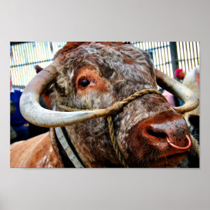 Engelsk Long Horn Cow Cattle Poster