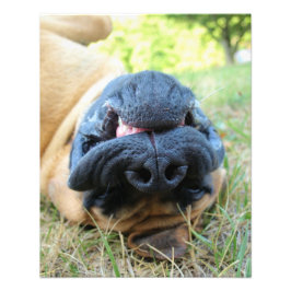Engelsk Mastiff hund leende - foto