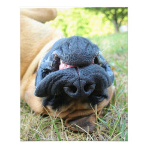 Engelsk Mastiff hund leende - foto