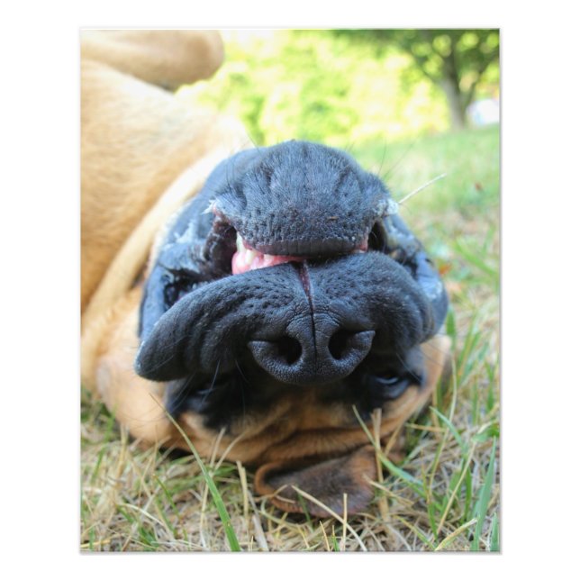 Engelsk Mastiff hund leende - foto (Framsidan)