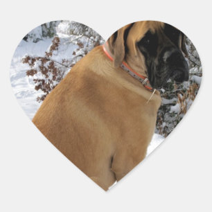 Engelsk Mastiff hund "Snö Pose"-fotodekal Hjärtformat Klistermärke
