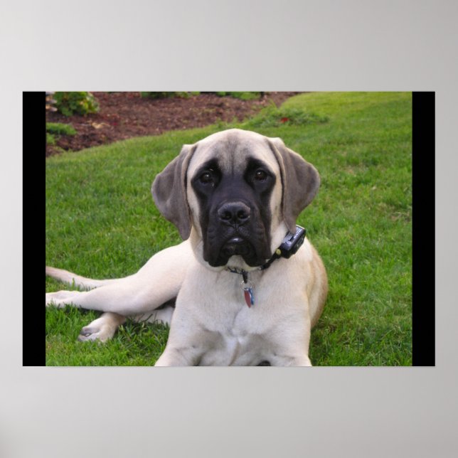 Engelsk Mastiff-valp Poster (Framsidan)