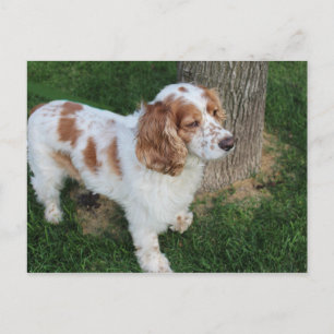 Engelsk orange för spaniel-spaniel och vit fullt vykort