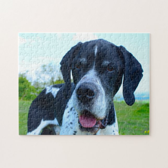 Engelsk Pointer Hund. Pussel (Horisontell)