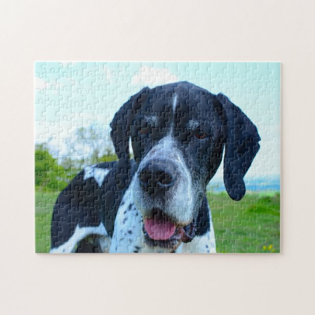 Engelsk Pointer. Pussel (Horisontell)