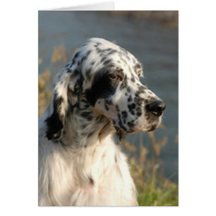 Engelsk setter 2.png hälsningskort