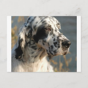 Engelsk setter 2.png vykort