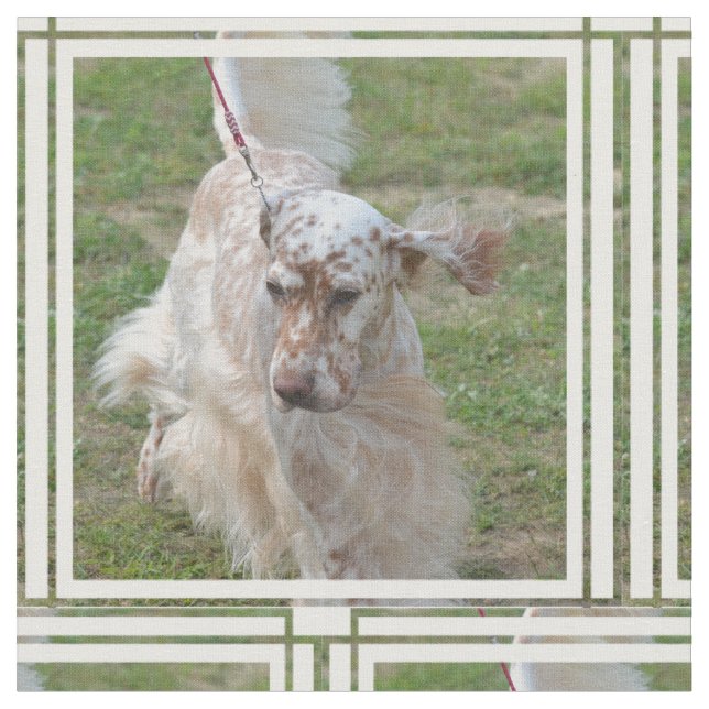 Engelsk Setter för brunt och för vit Tyg (Närbild)