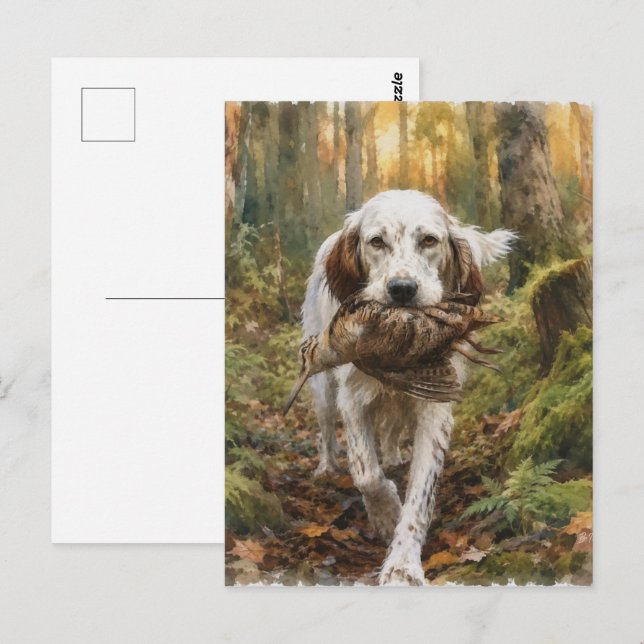 Engelsk Setter, morkulla jakt  Vykort (Fram/baksida)