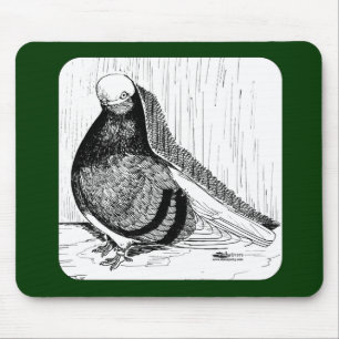 Engelsk Shortface Pigeon Bald 1978 Musmatta