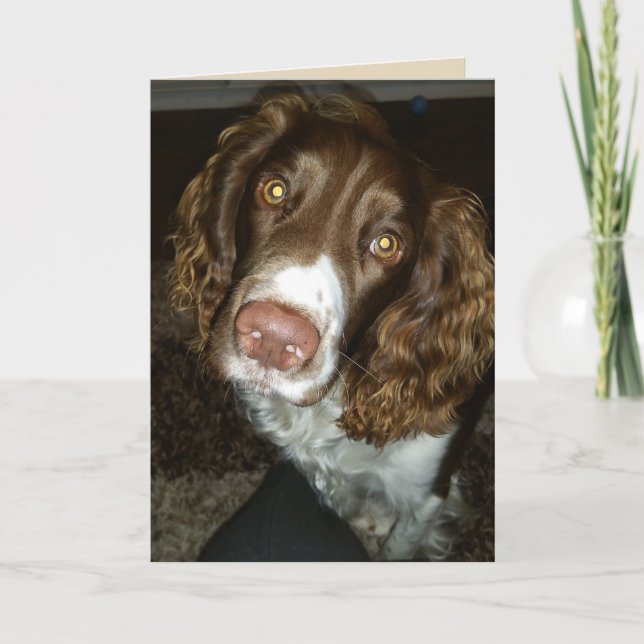 Engelsk spaniel-födelsedagskort kort (Framsida)