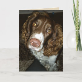Engelsk spaniel-födelsedagskort kort