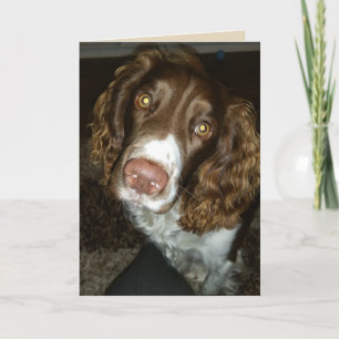 Engelsk spaniel-födelsedagskort kort
