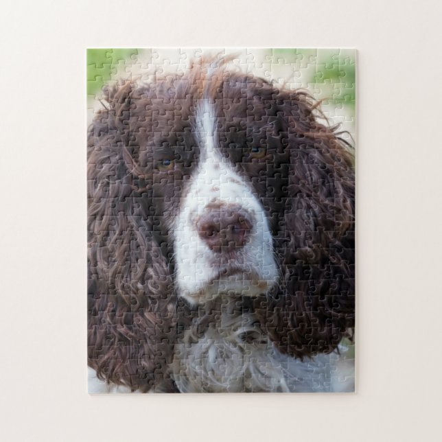 engelsk springer spaniel.png pussel (Vertikal)