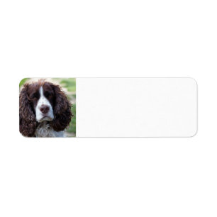 engelsk springer spaniel.png returadress etikett