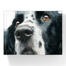 Engelsk springer spaniel porträtt med ticking