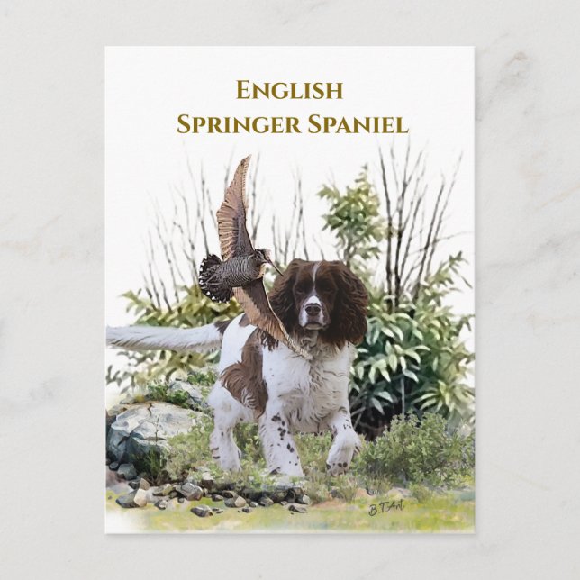 Engelsk Springer Spaniel Vykort (Framsida)