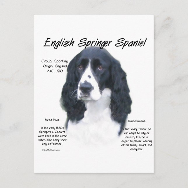 Engelsk Springer-spanjor (blk) Historikdesign Vykort (Framsida)