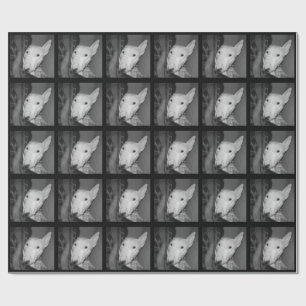 Engelsk tjurTerrier Snuggled under en filt - BW Presentpapper