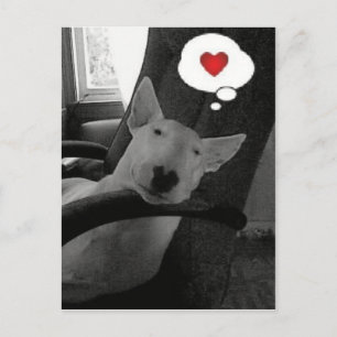 engelsk tjurterriervalentin helg vykort