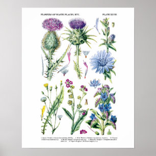 Engelsk Wildblomkål Botanical Art nr 11 Poster