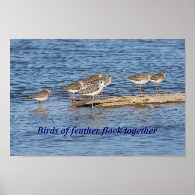 Engelska Bird Proverb Poster (Framsidan)