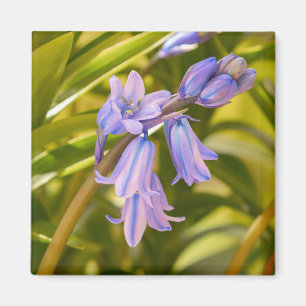 Engelska Bluebells Magnet