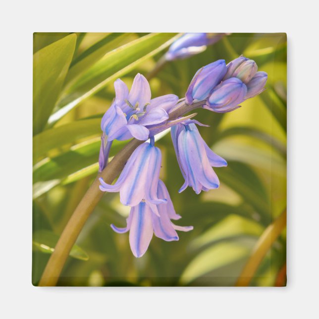 Engelska Bluebells Magnet (Framsidan)
