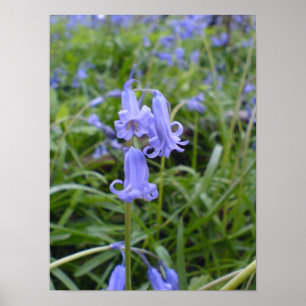 Engelska Bluebells Poster