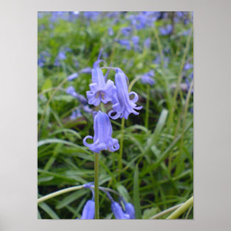 Engelska Bluebells Poster