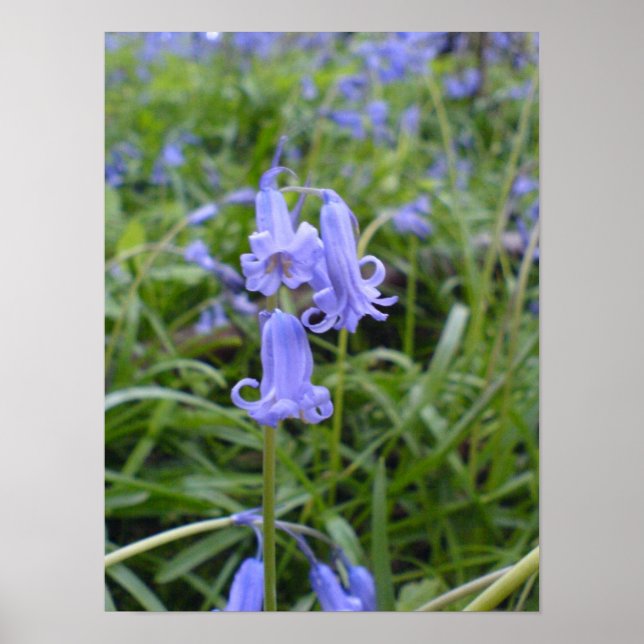 Engelska Bluebells Poster (Framsidan)