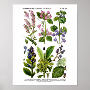 Engelska botanisk konst för vildblommakonsttryck poster