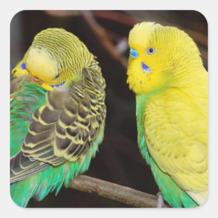Engelska Budgie Parakeet Bird Fyrkantigt Klistermärke