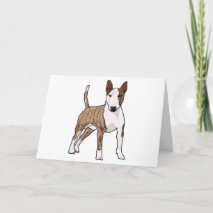 Engelska Bull Terrier Kort