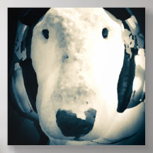 Engelska Bull Terrier med hörlurar