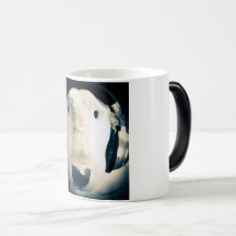 Engelska Bull Terrier med hörlurar