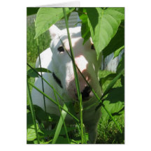 Engelska Bull Terrier Peeking through the Löv