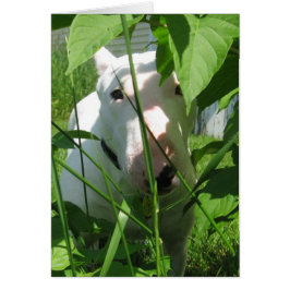 Engelska Bull Terrier Peeking through the Löv Hälsningskort