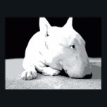 Engelska Bull Terrier, pop Art Print Poster<br><div class="desc">Engelsk Bull Terrier Pop Art Print. Svart och vit vektorpopup-utskrift. Finns som poster,  bra och kanvastryck.</div>