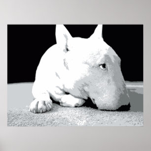 Engelska Bull Terrier, pop Art Print Poster