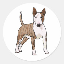 Engelska Bull Terrier