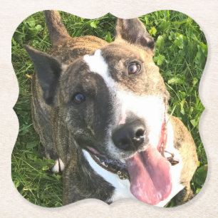 Engelska Bull Terrier underlägg Papper
